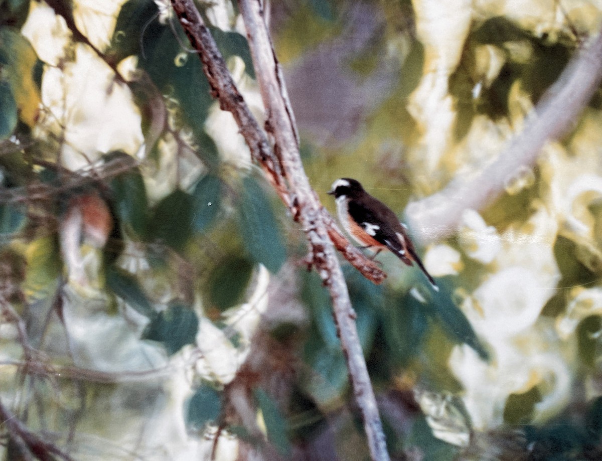 Buff-sided Robin - ML604934871