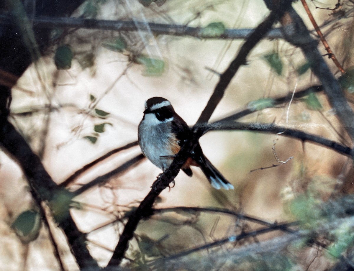 Buff-sided Robin - ML604934881