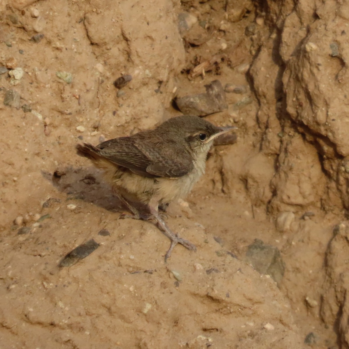 Rock Wren - ML604935401