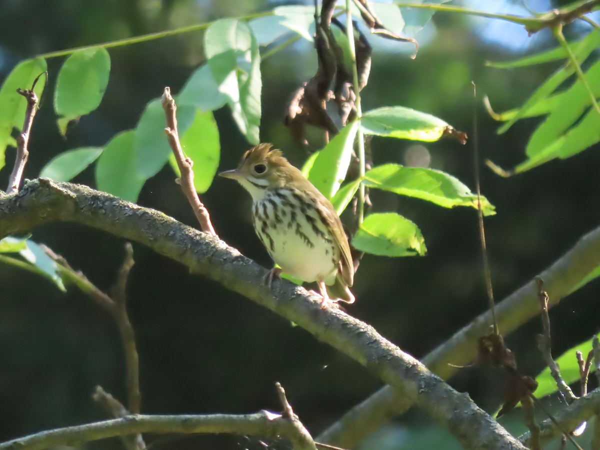 Ovenbird - ML604935601