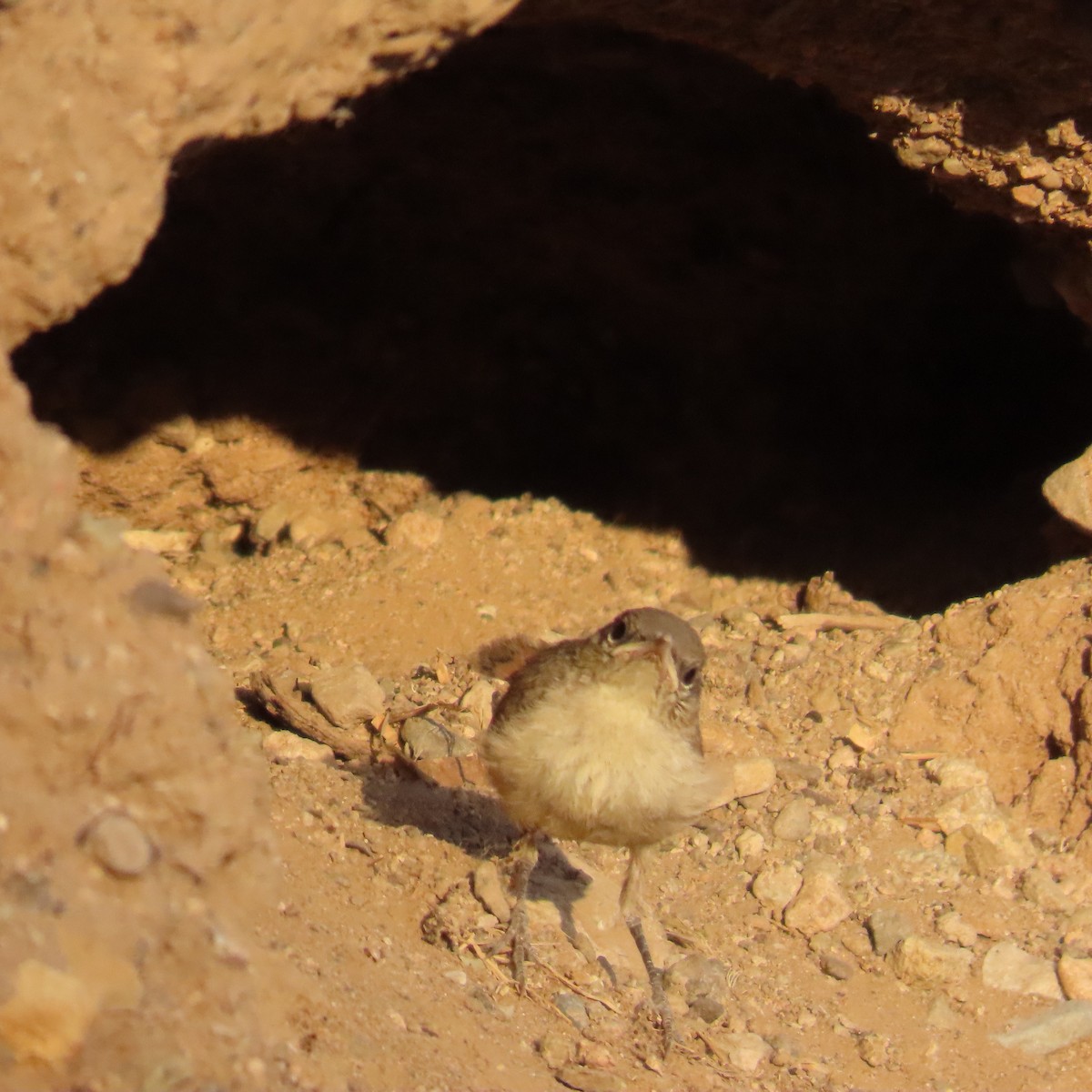 Rock Wren - ML604935721