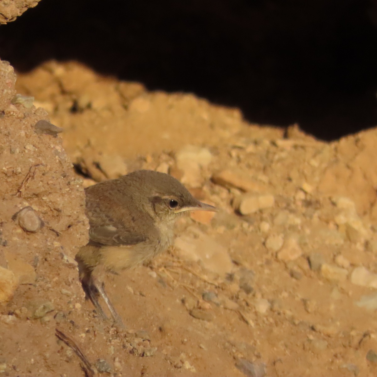 Rock Wren - ML604935911