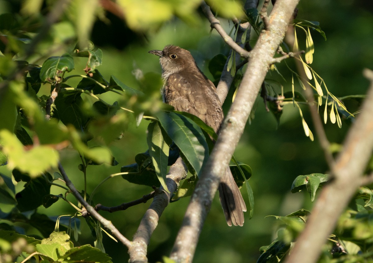 Black-billed Cuckoo - ML604936021