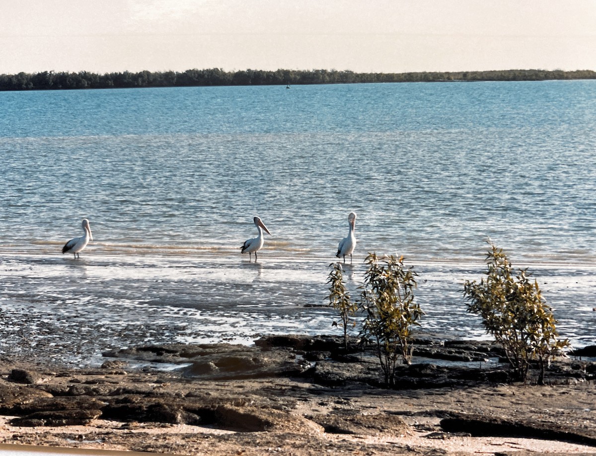 pelikán australský - ML604936641