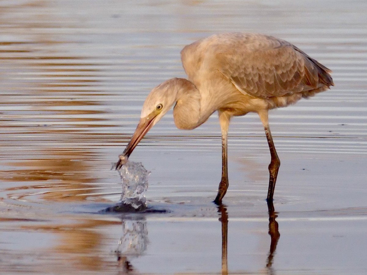 Reddish Egret - ML604936661