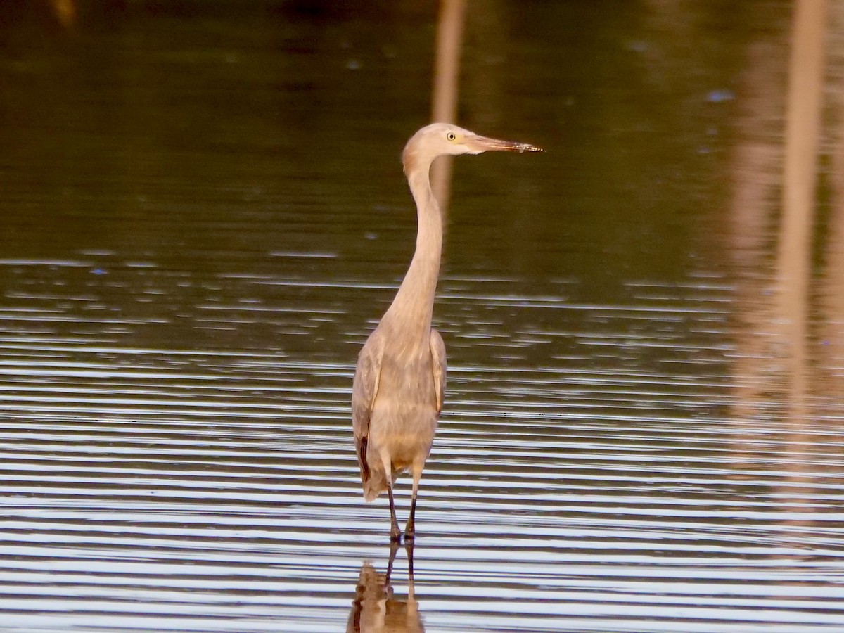 Reddish Egret - ML604936671