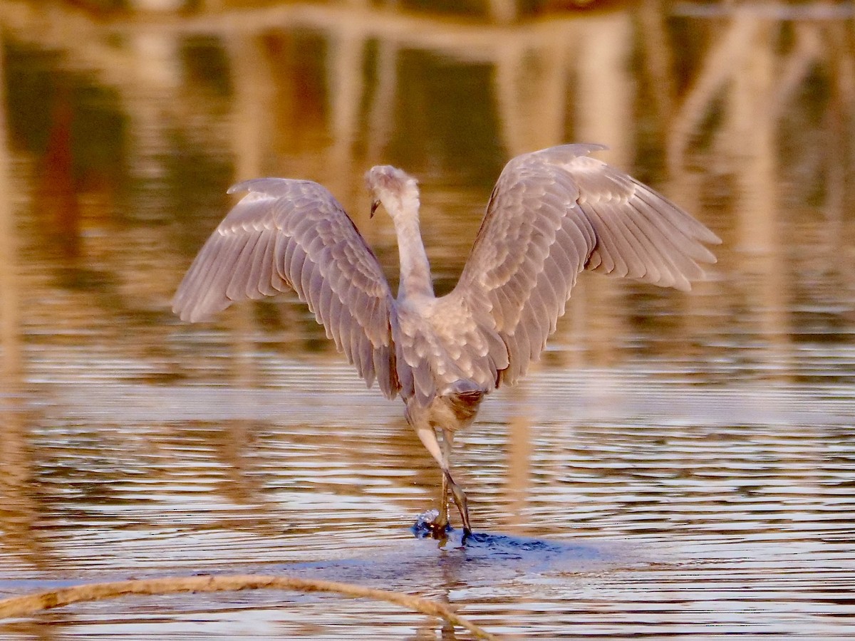 Reddish Egret - ML604936701