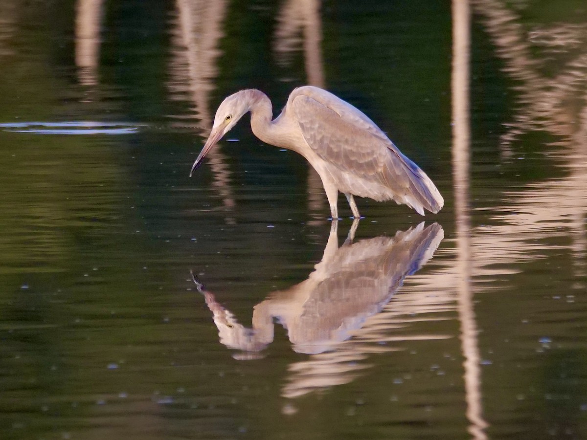 Reddish Egret - ML604936721