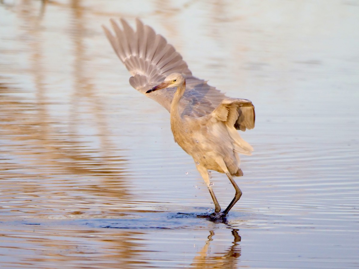 Reddish Egret - ML604936741