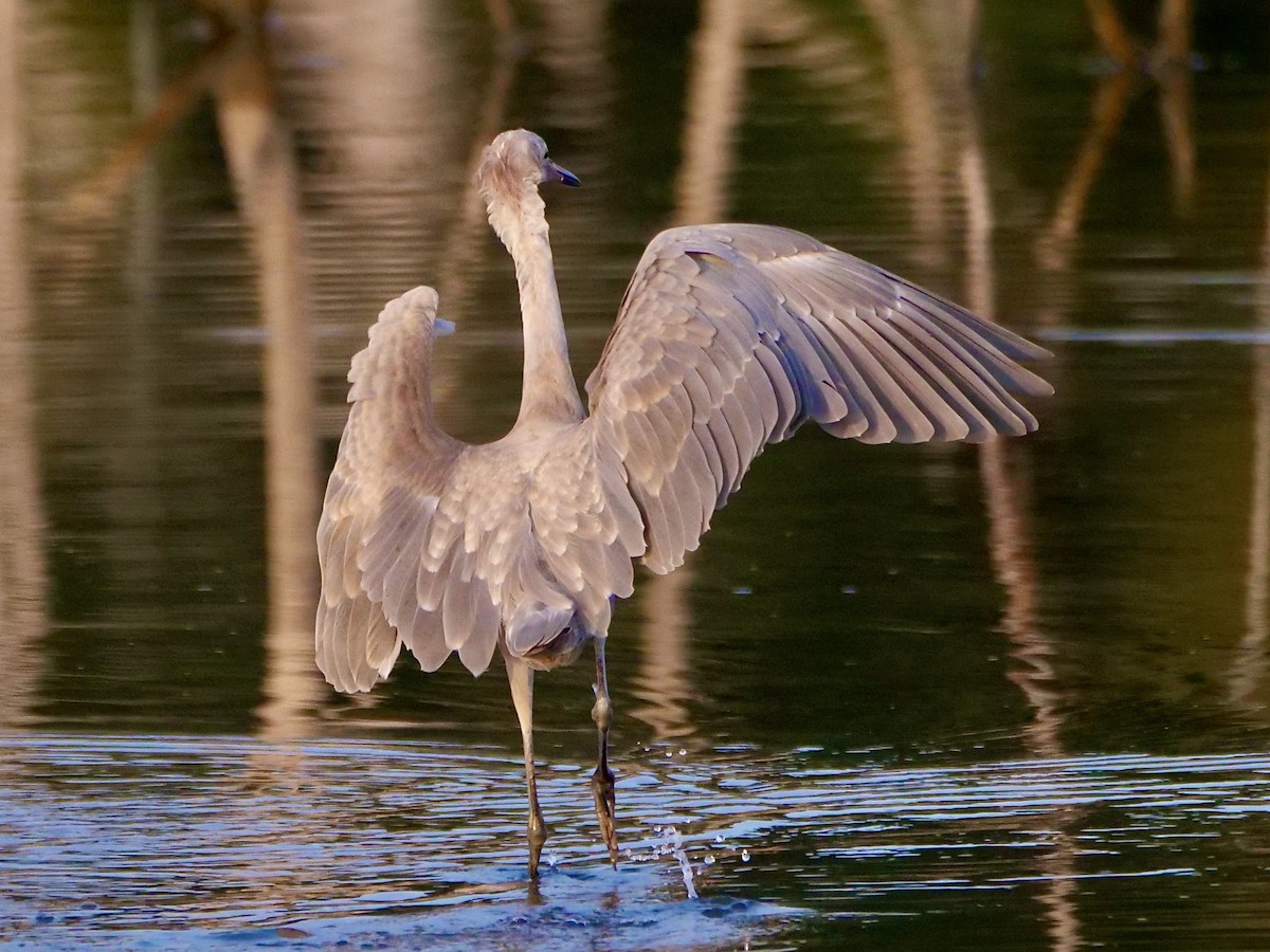 Reddish Egret - ML604936761