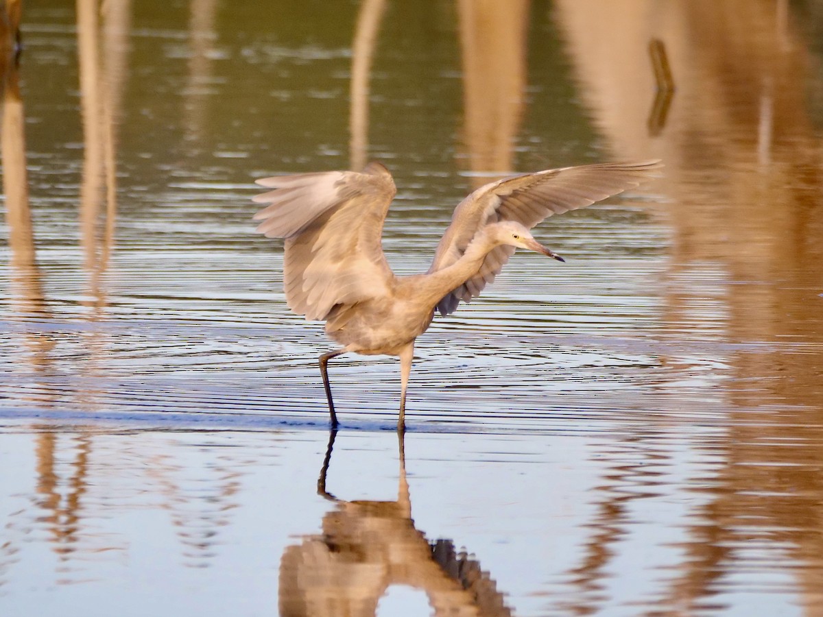 Reddish Egret - ML604936781