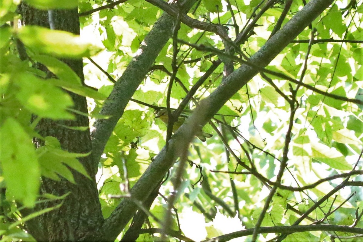 Bay-breasted Warbler - Peter Koper