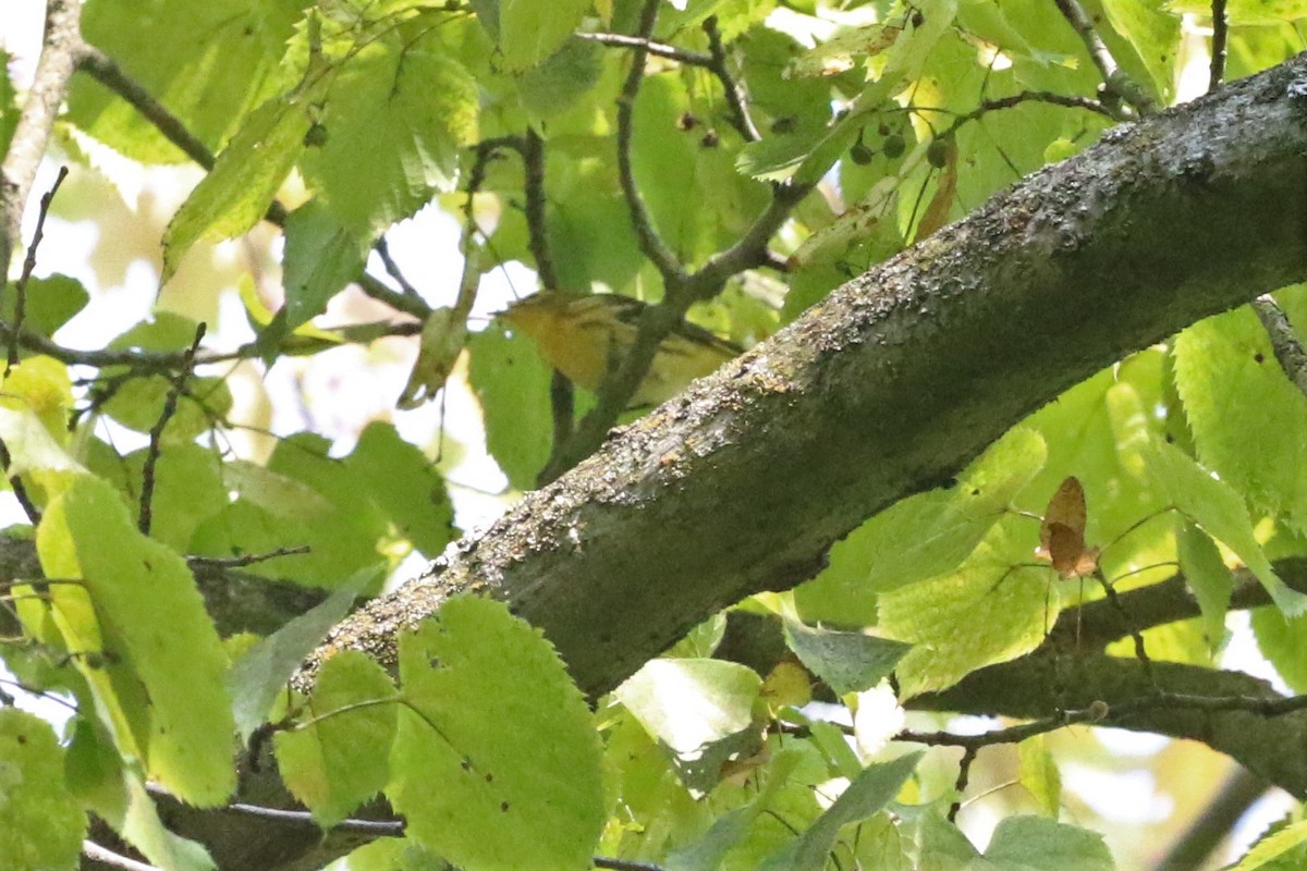 Blackburnian Warbler - ML604937231