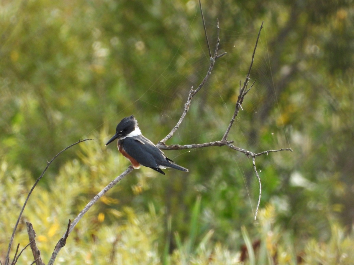 Belted Kingfisher - ML604938061