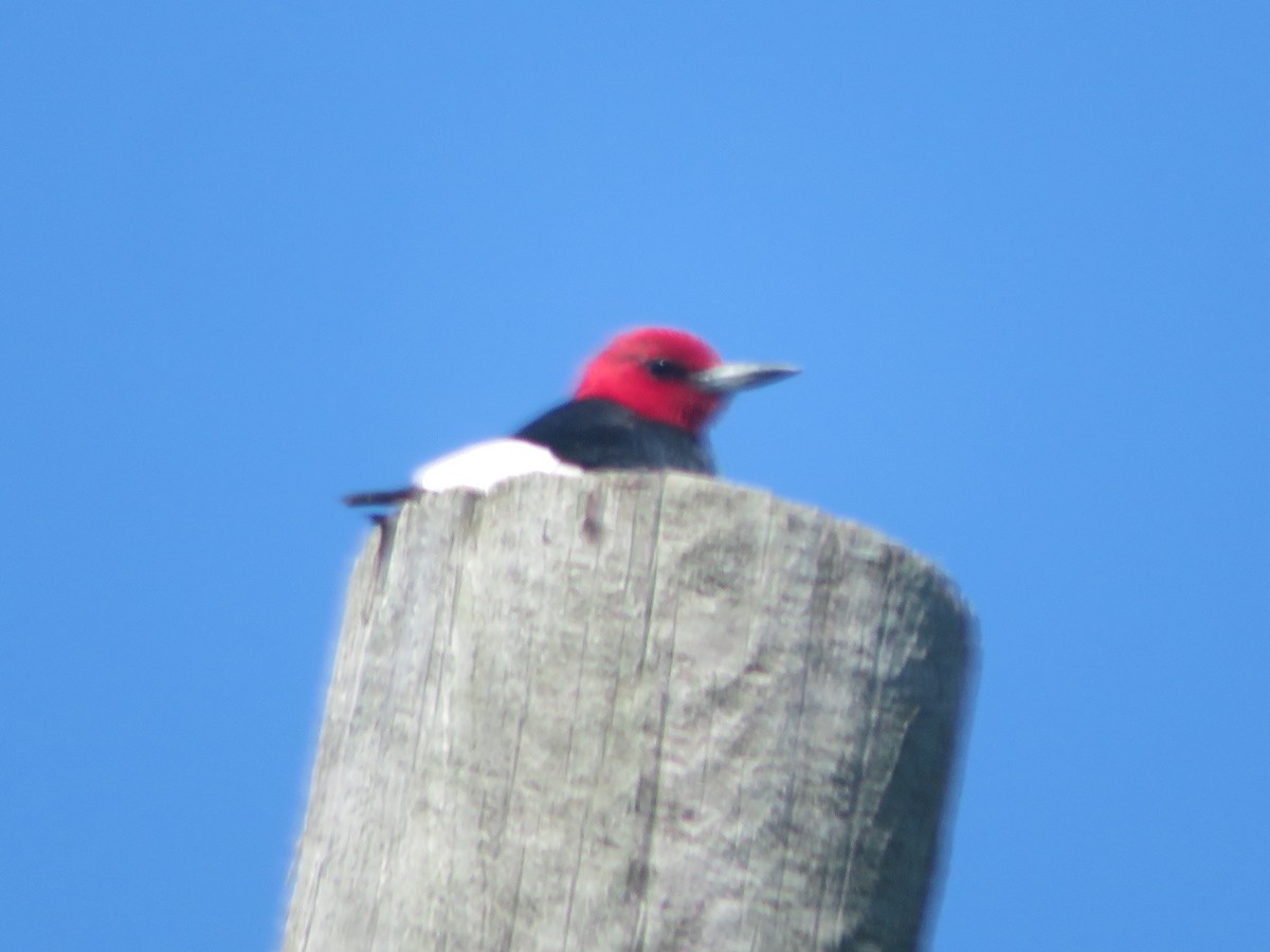 Red-headed Woodpecker - ML604938121