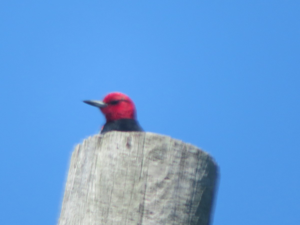 Red-headed Woodpecker - ML604938461