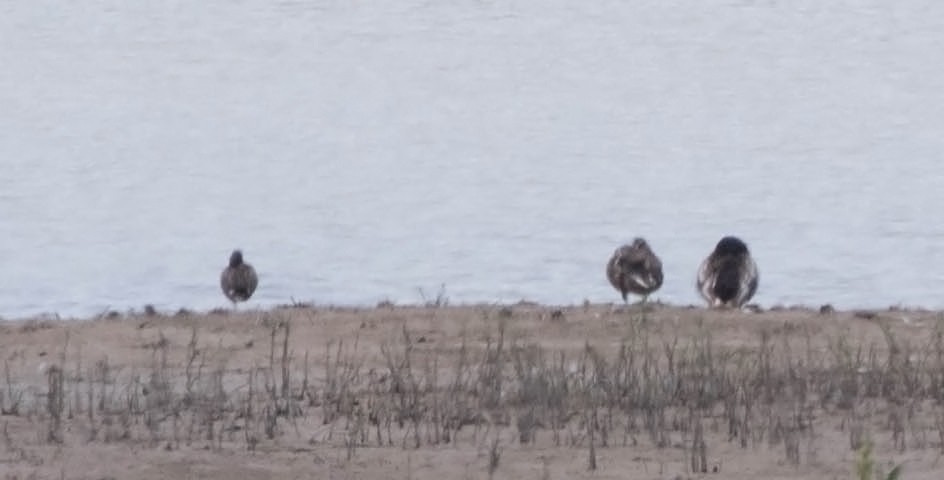 čírka obecná (ssp. carolinensis) - ML60493871