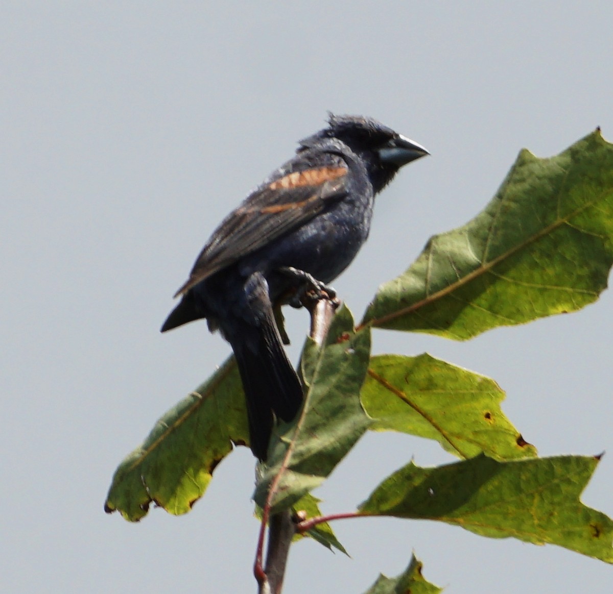 Blue Grosbeak - Melody Ragle