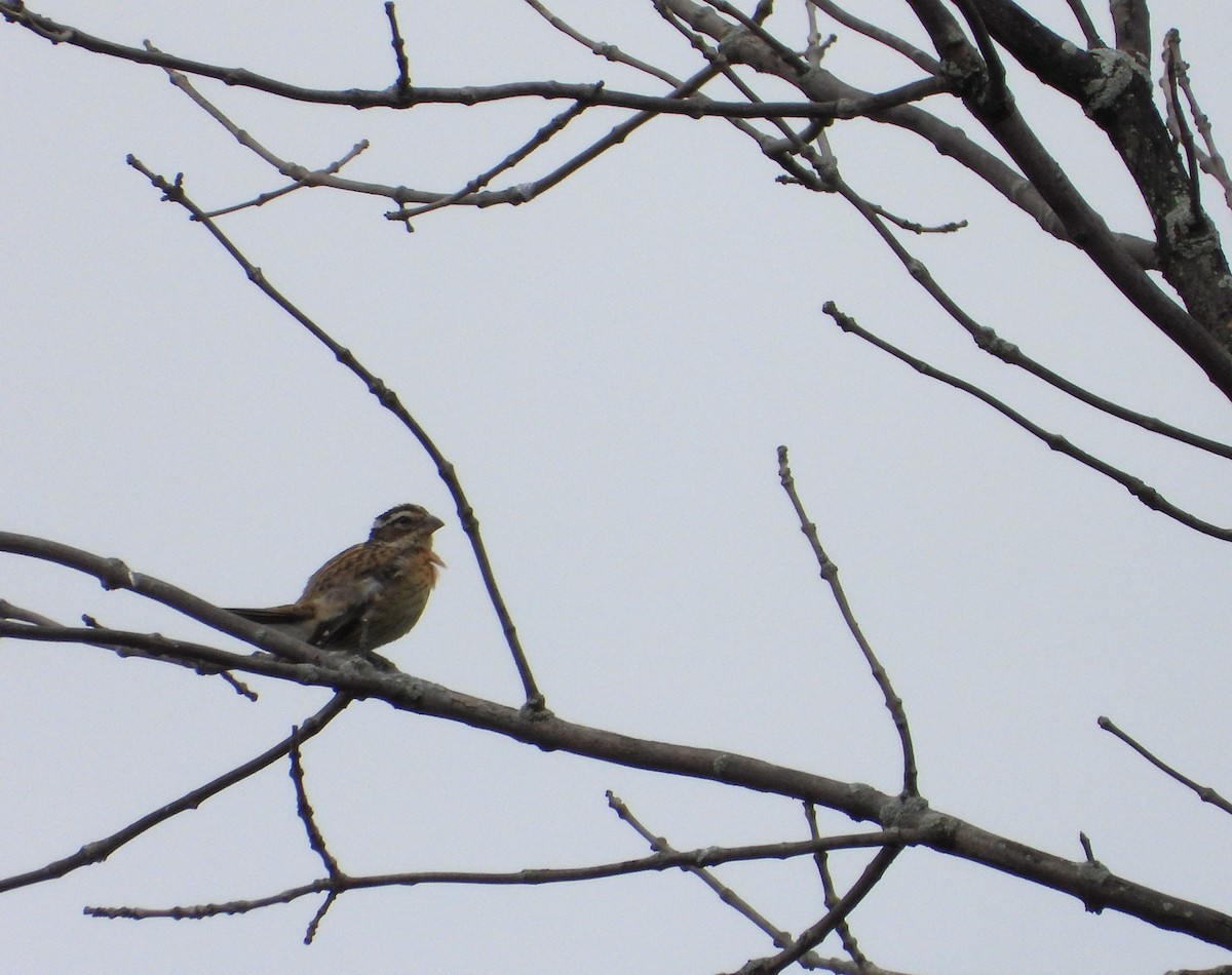 Cardinal à poitrine rose - ML604938841