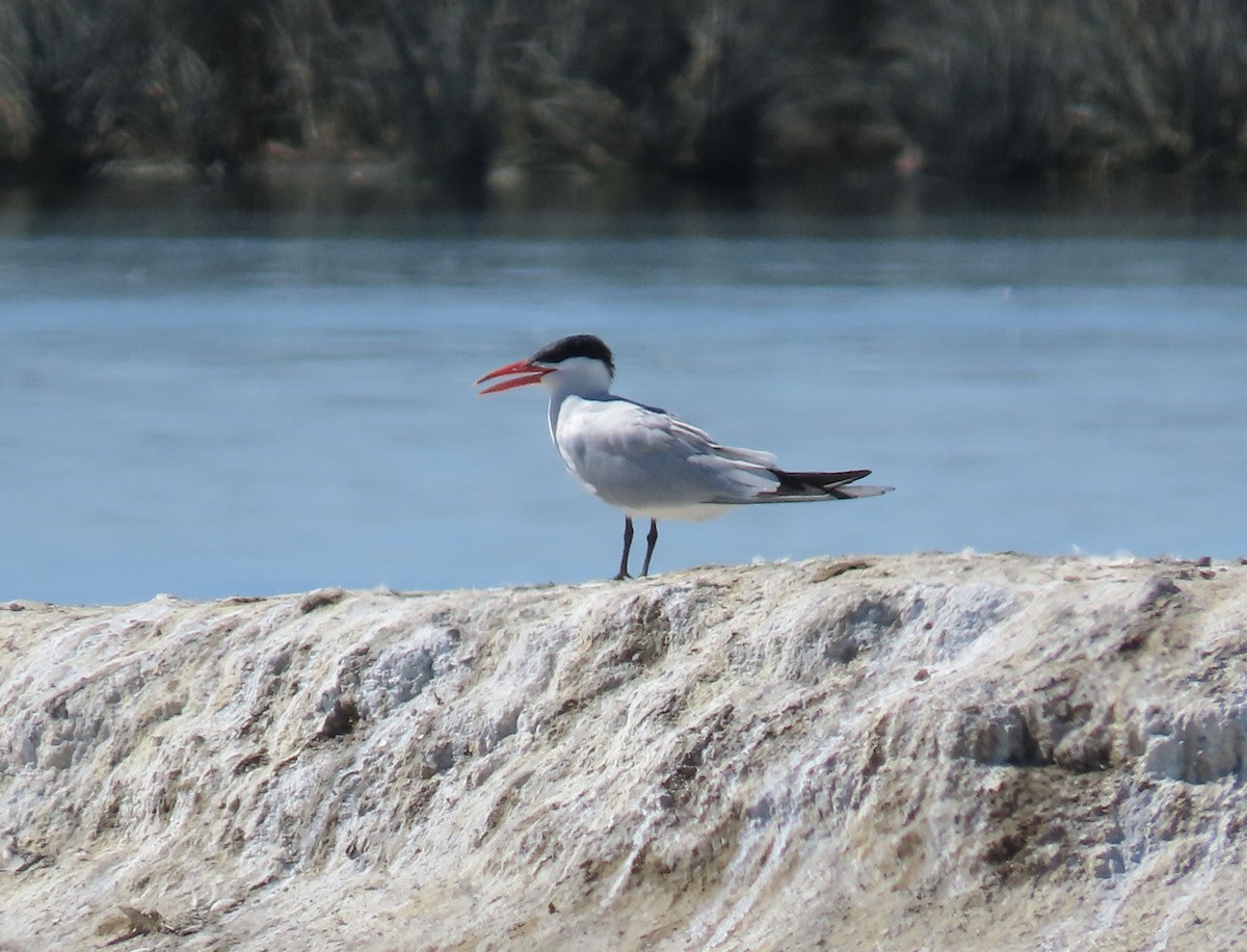 Caspian Tern - Lee Ann Dil