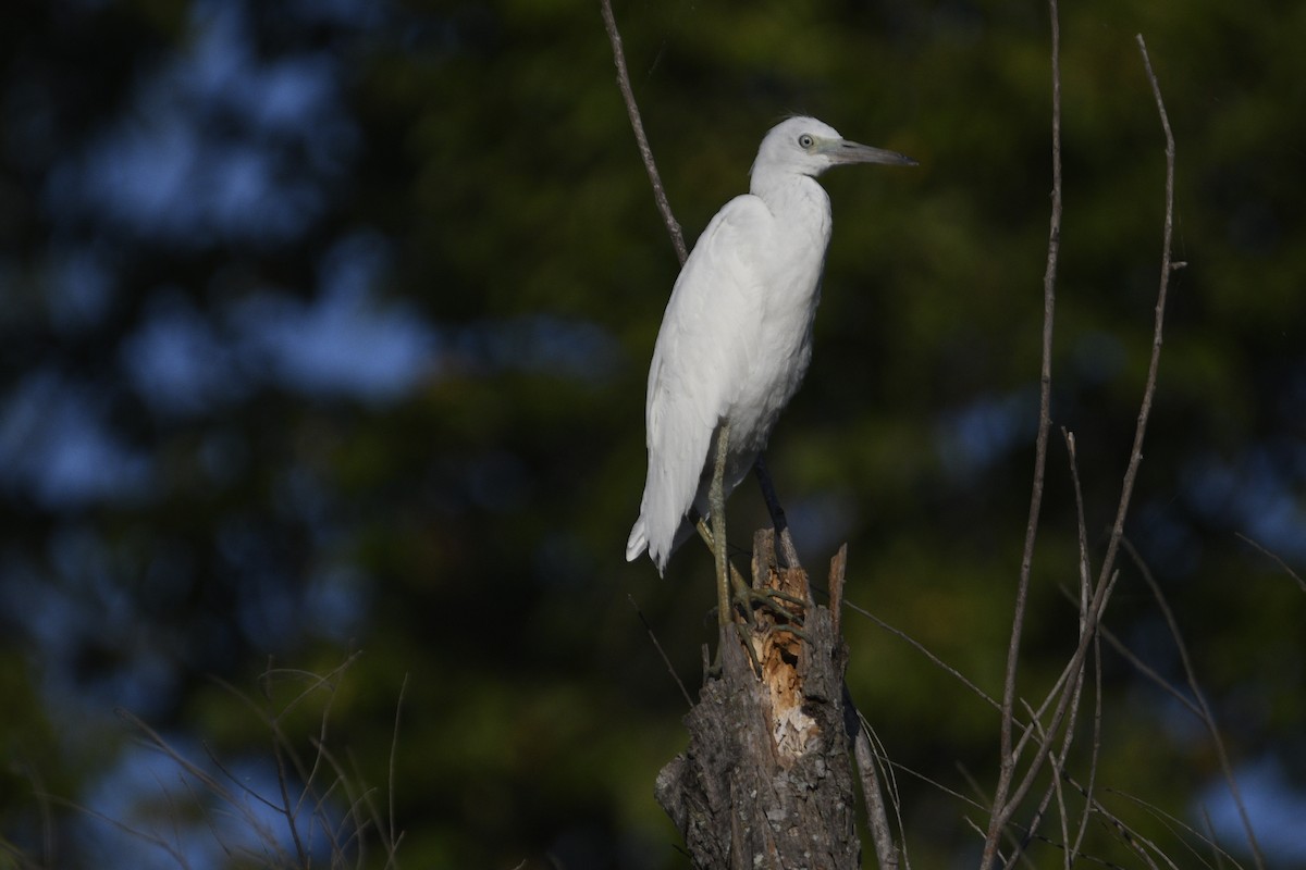 Little Blue Heron - ML604940121