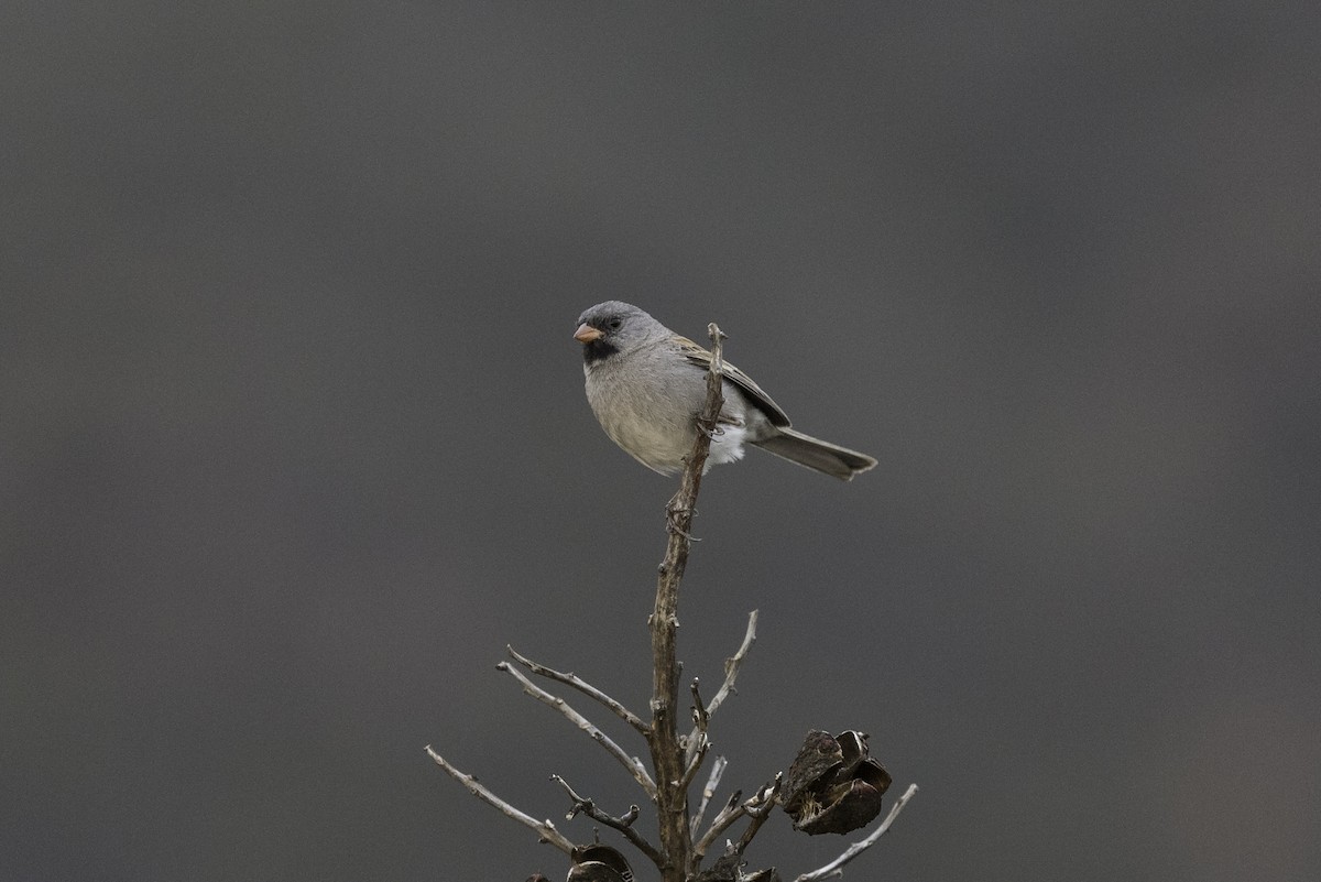 Black-chinned Sparrow - ML604940571