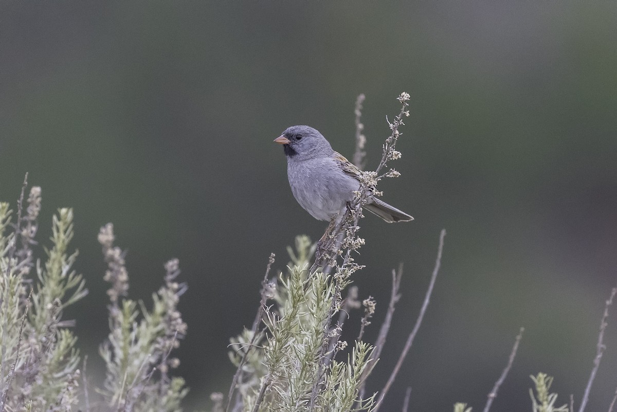 Black-chinned Sparrow - ML604940581