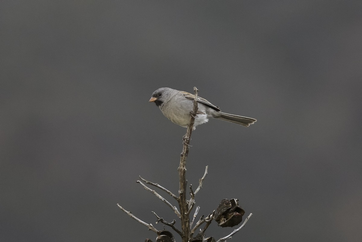 Black-chinned Sparrow - ML604940591