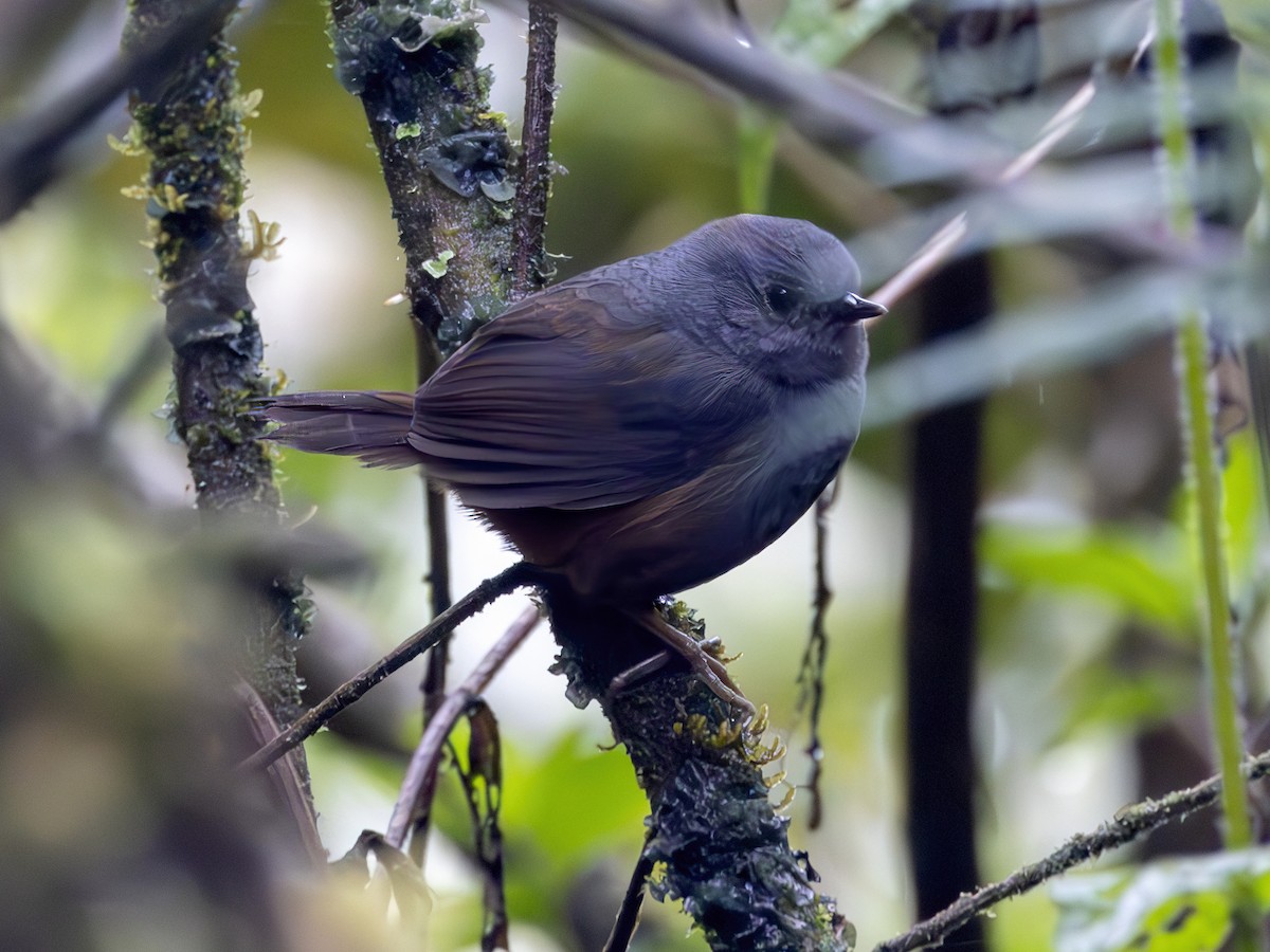 Pale-bellied Tapaculo - ML604940701