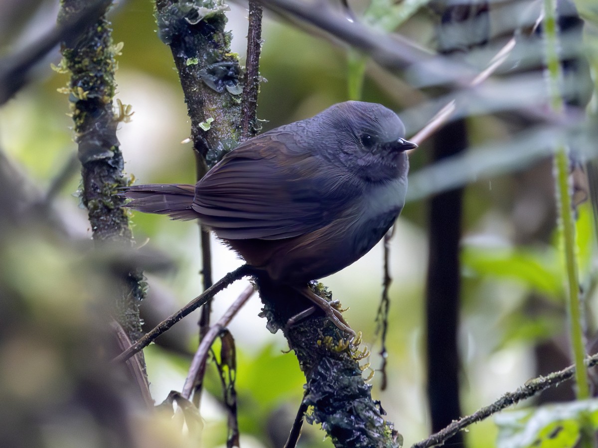 Churrín de Matorral - ML604940701