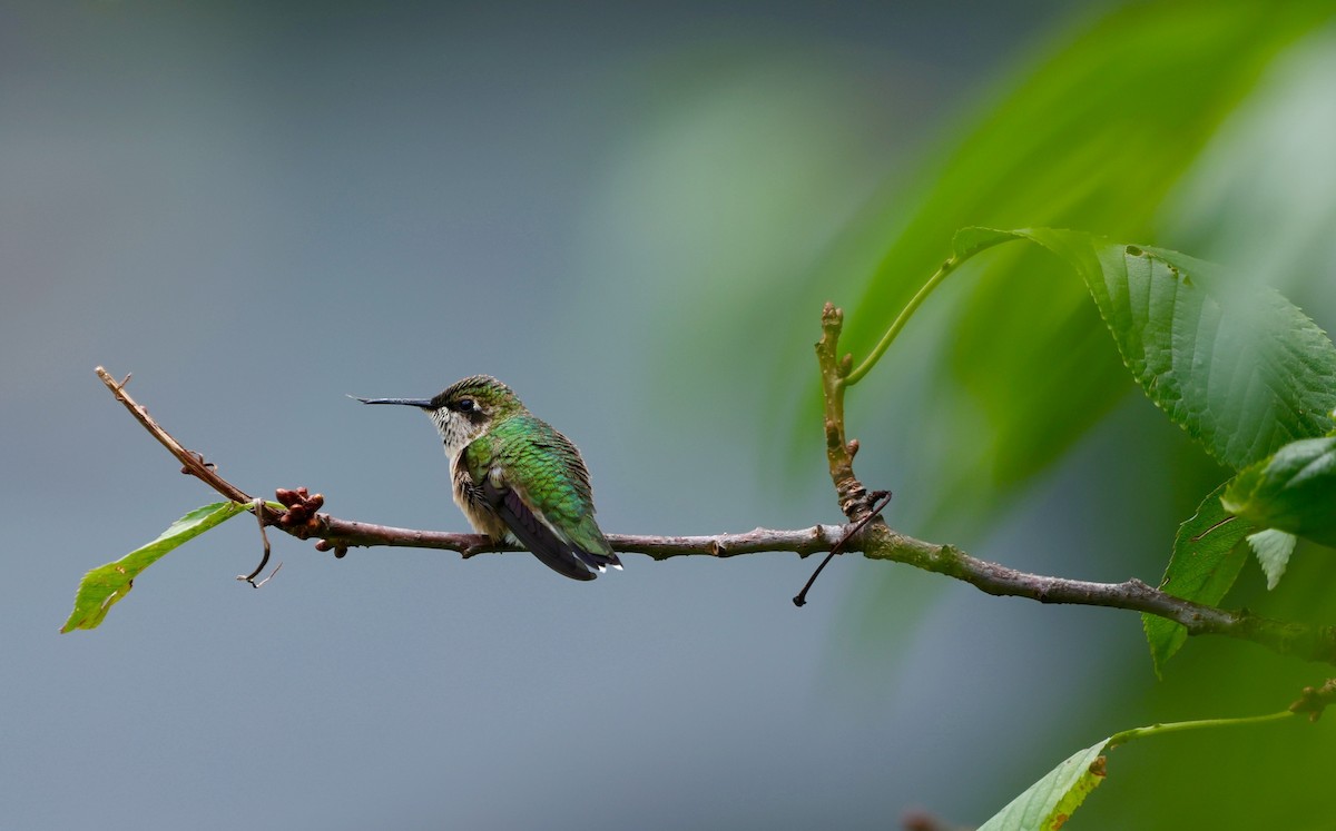 Ruby-throated Hummingbird - ML604940731