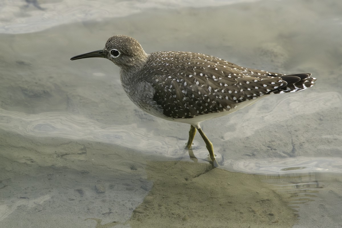 Solitary Sandpiper - ML604941211