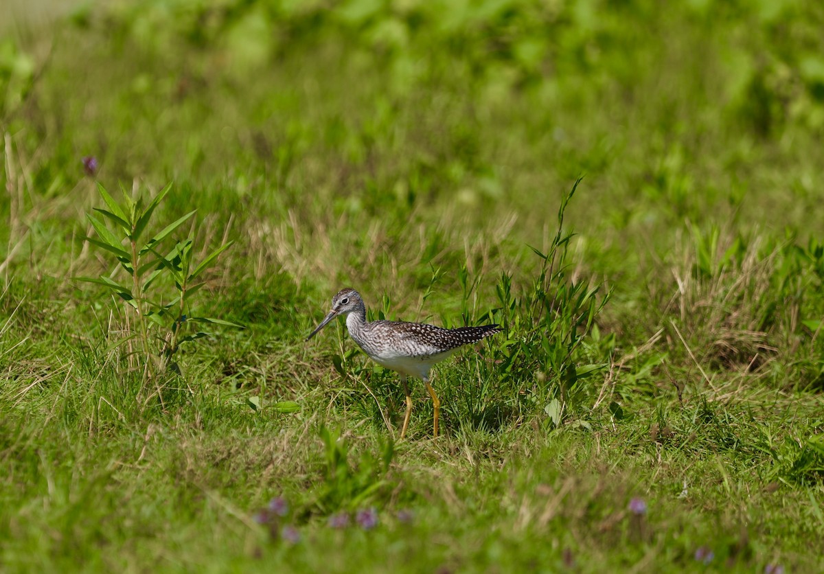 Greater Yellowlegs - ML604941631