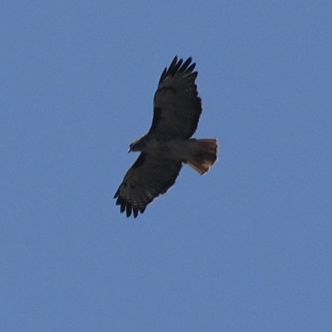 Red-tailed Hawk - ML604941711