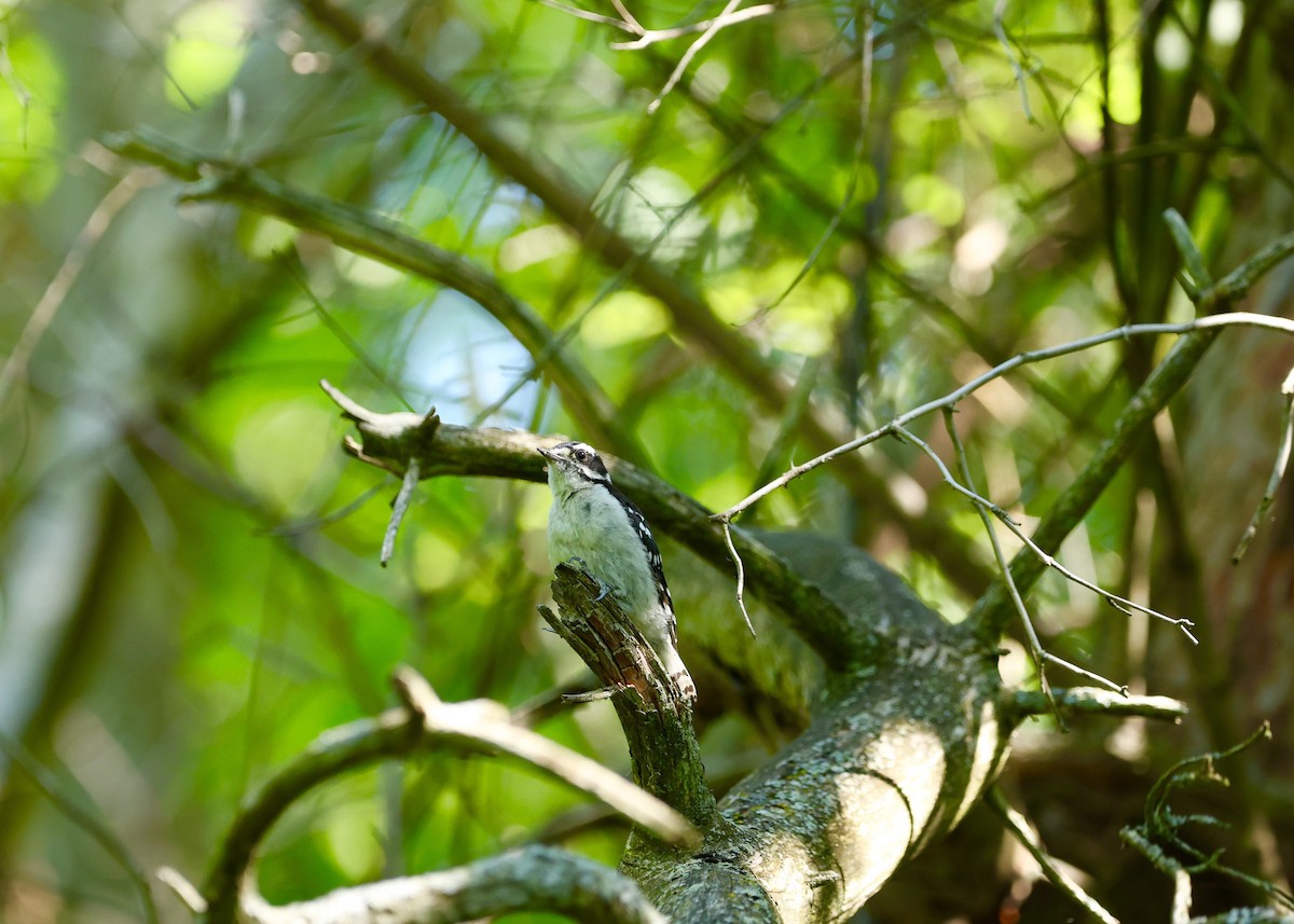 Downy Woodpecker - ML604941951