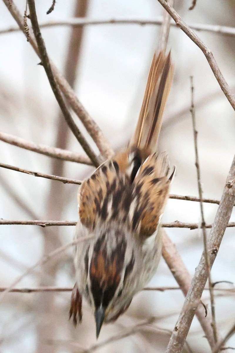 Swamp Sparrow - Anonymous