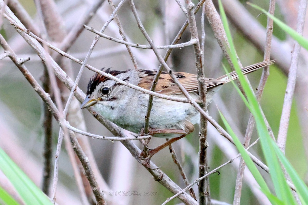 Swamp Sparrow - Rita Flohr