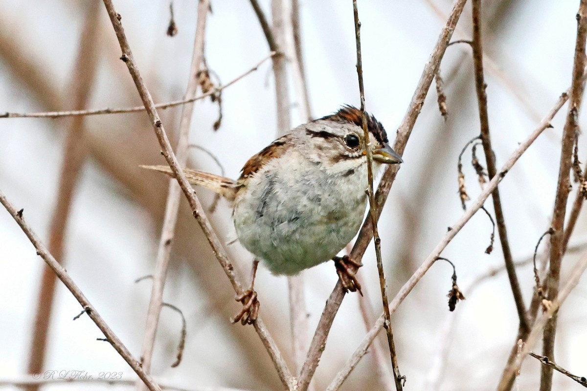 Swamp Sparrow - Anonymous