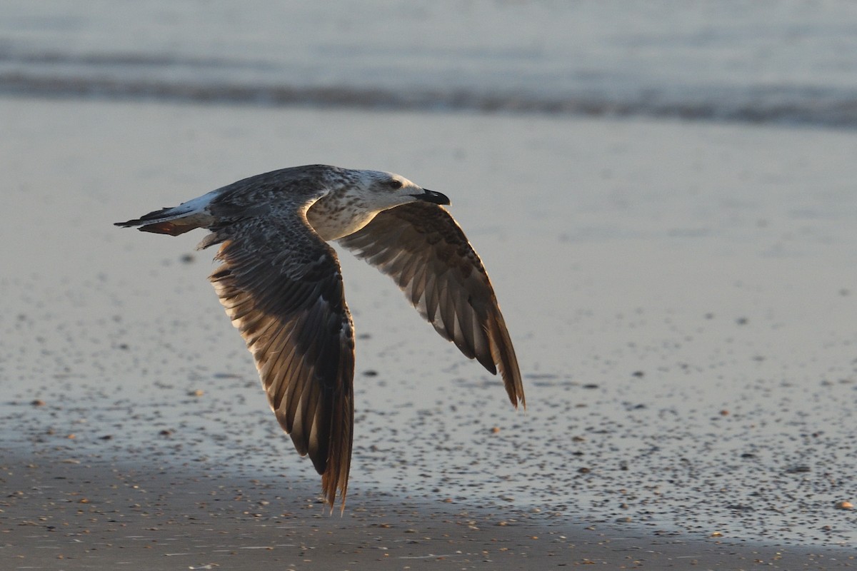 Gaviota Sombría - ML604943021