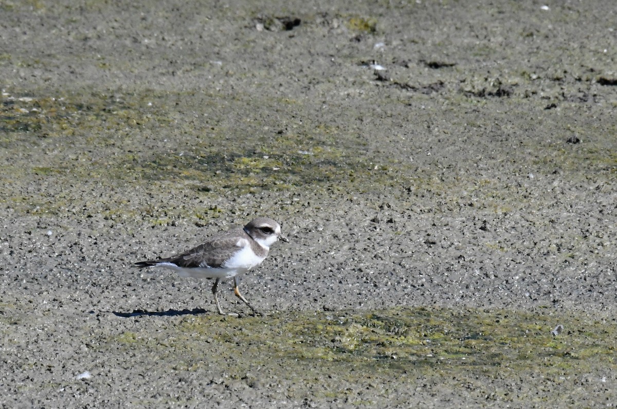 Semipalmated Plover - ML604943081