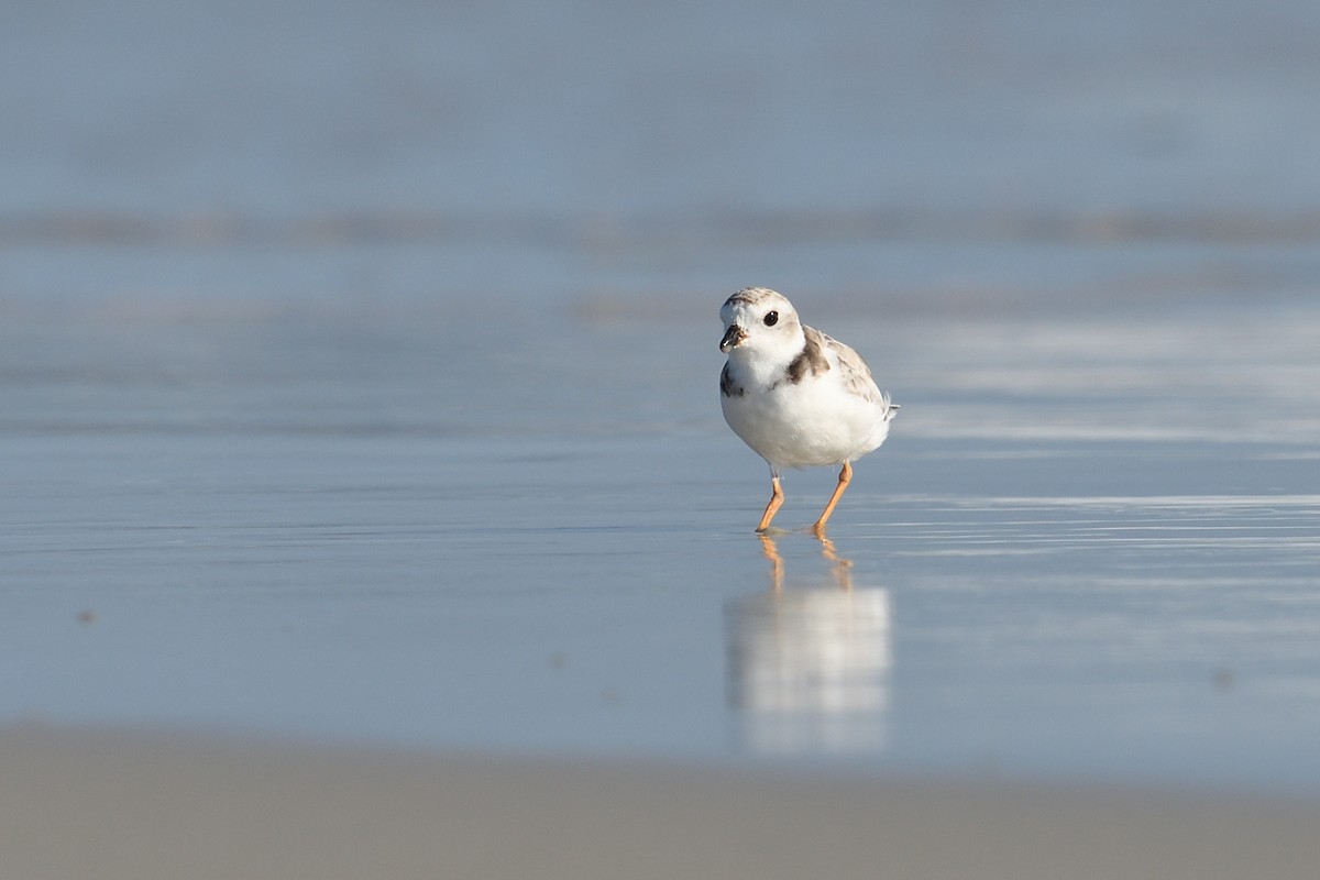 Piping Plover - Shane Carroll