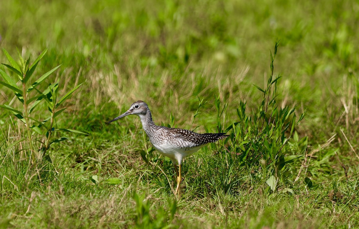 Greater Yellowlegs - ML604945081