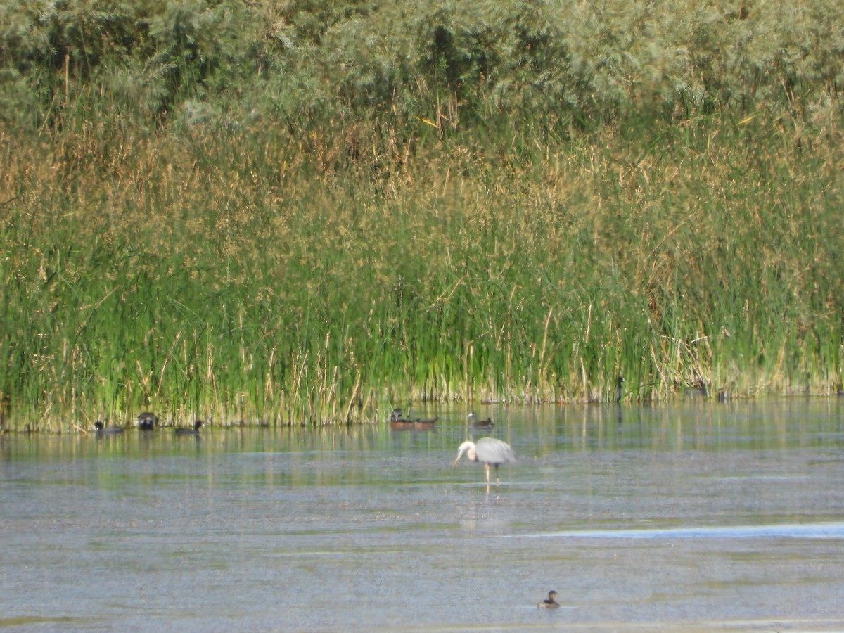 Wood Duck - ML604945341