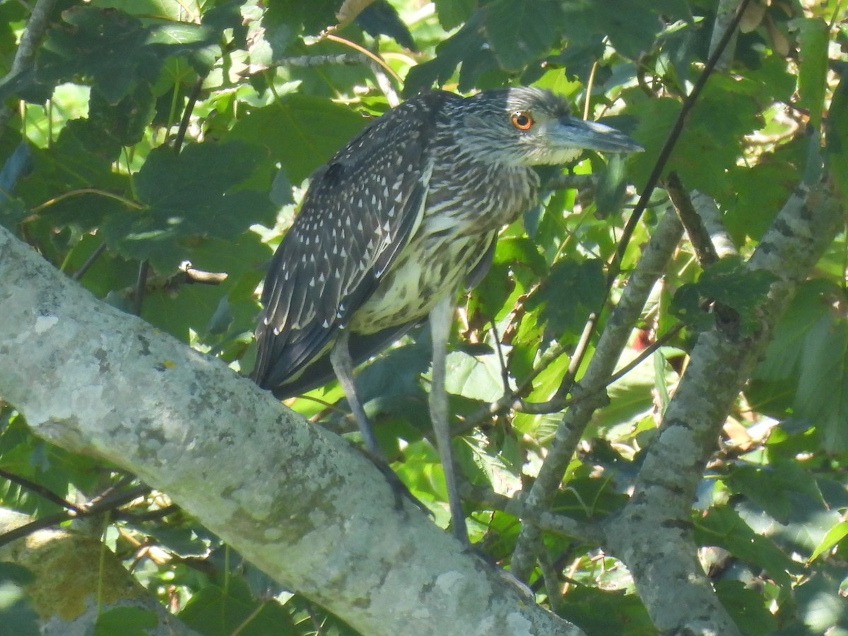 Yellow-crowned Night Heron - ML604945481