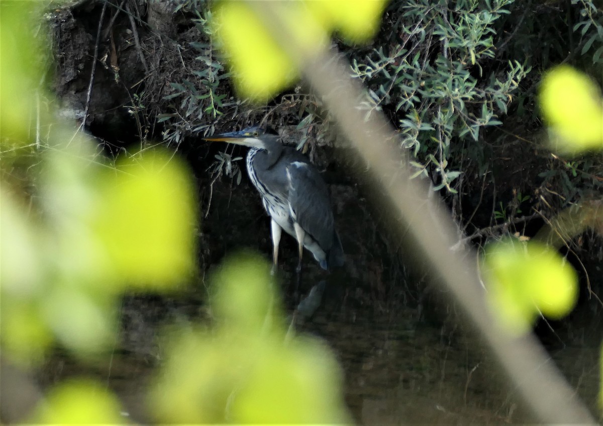 Gray Heron - ML604949811