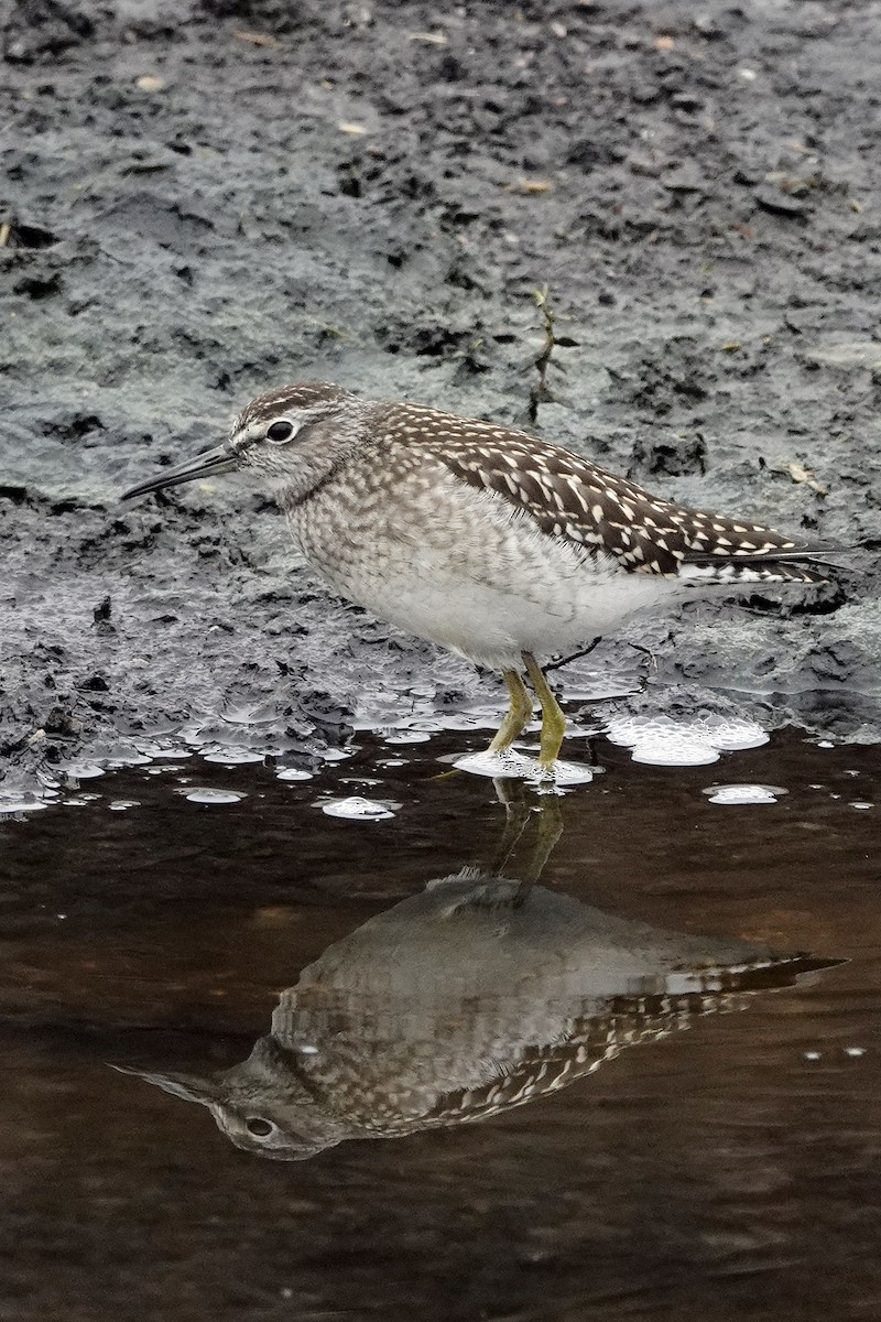 Wood Sandpiper - Sami Tuomela