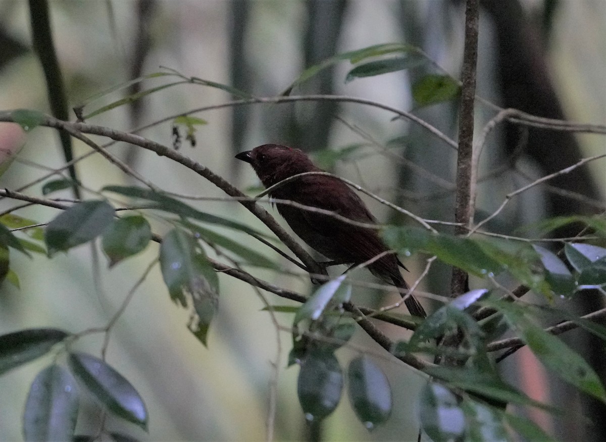Red-crowned Ant-Tanager - ML604950241
