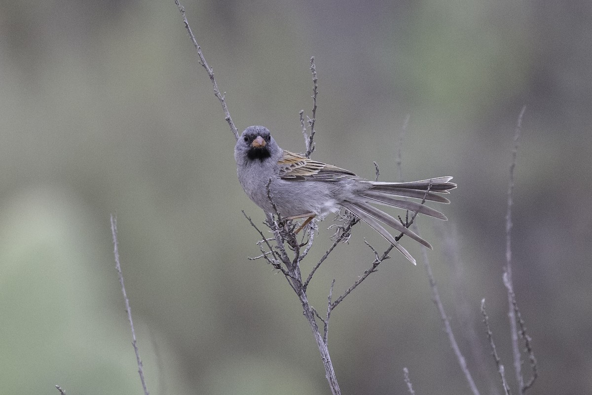 Black-chinned Sparrow - ML604950421