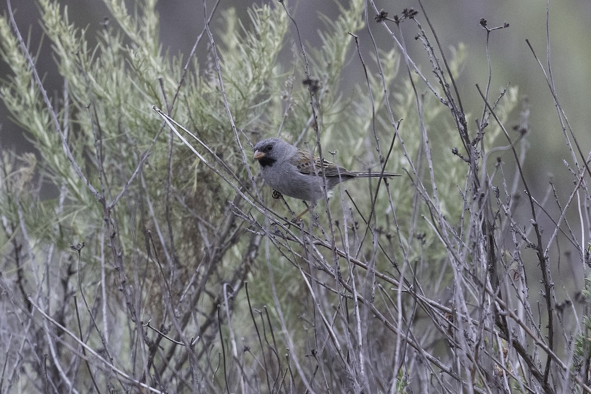 Black-chinned Sparrow - ML604950431