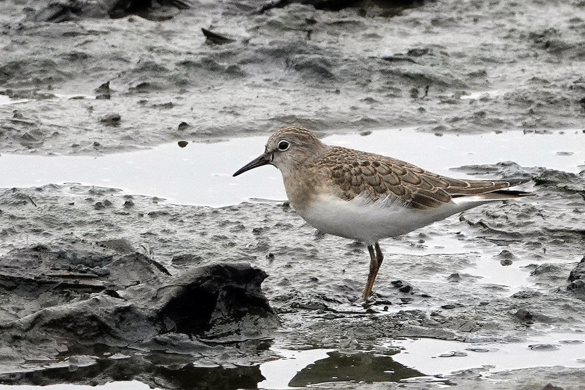 Temminck's Stint - ML604950731